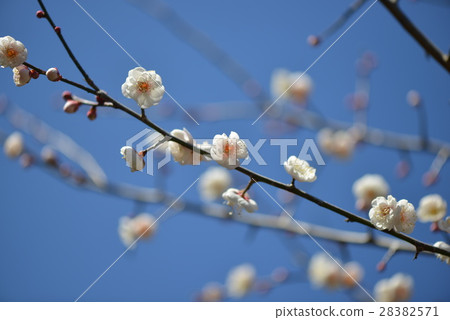 图库照片: 日本杏花 一朵梅花 白梅花