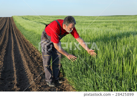 图库照片: agriculture, farmer examine wheat field