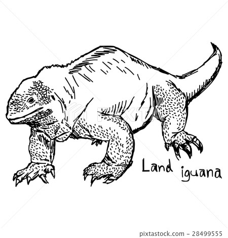 插图素材: land iguana - vector illustration 查看全部