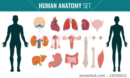 图库插图: human internal organ anatomy set. vector