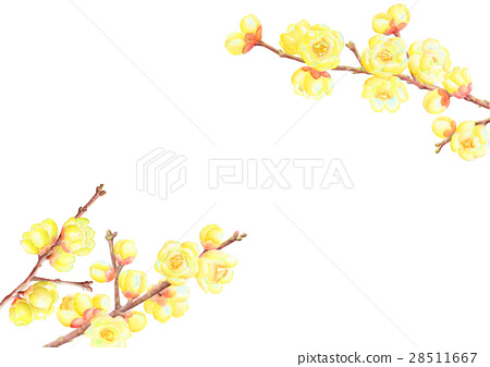 插图素材: 蜡李子花背景