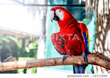图库照片: parrot, lovely bird, animal and pet