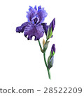 插图素材: wildflower iris flower in a watercolor style