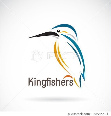 插图素材: vector of a kingfishers (alcedo atthis)