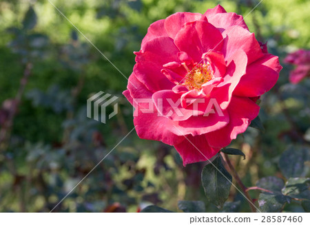 图库照片: red rose flower in the garden