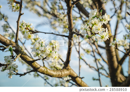 图库照片: spring plum tree in bloom