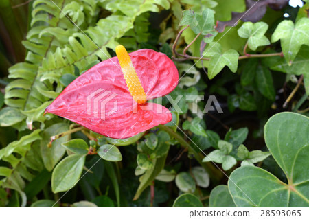 图库照片 安祖花观叶植物