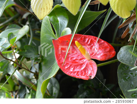 图库照片 安祖花观叶植物