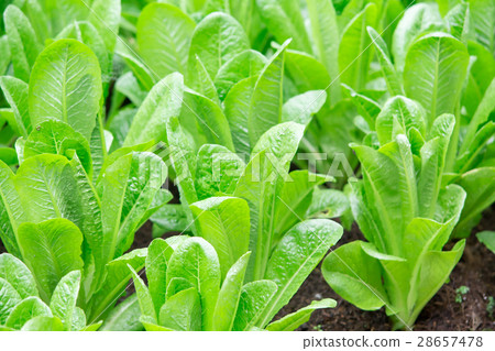 图库照片: fresh green oak vegetable in the organic farm