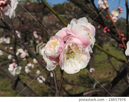 图库照片 梅 日本梅子 梅花