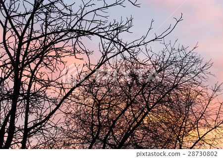 照片素材(图片): bare branches of a tree at sunset