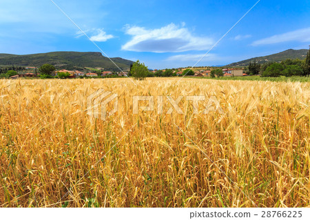 图库照片: field of ripe wheat