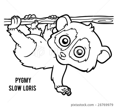 插图素材: coloring book, pygmy slow loris