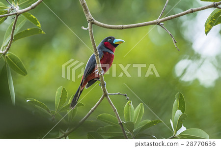 照片素材(图片): black and red broadbill