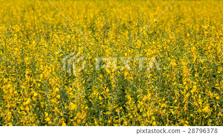 图库照片 yellow flowers in the field