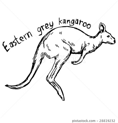 图库插图: eastern grey kangaroo - vector illustration