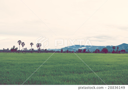 图库照片: rice field in rainy season. 查看全部