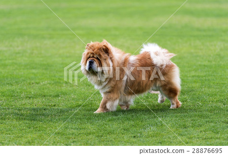 图库照片: chow-chow dog staying on the green field.