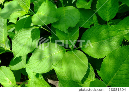 图库照片 绣球花叶子