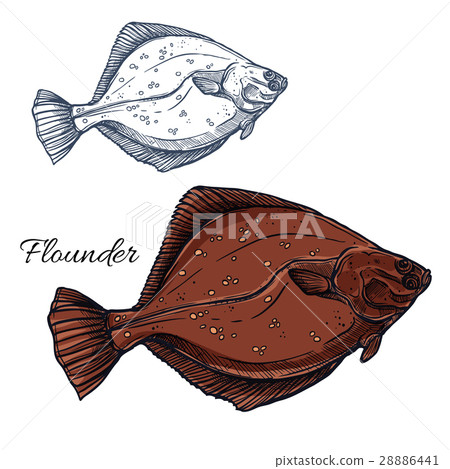 插图素材: flounder fish, ocean flatfish isolated sketch