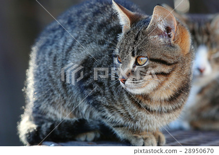 图库照片: beautiful gray siberian cat