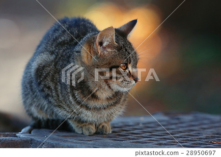 图库照片: beautiful gray siberian cat