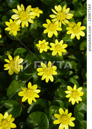 图库照片 榕叶毛茛 花朵 花卉