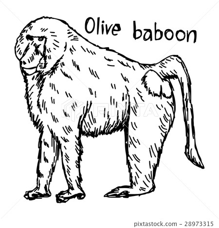 图库插图 olive baboon vector illustration sketch