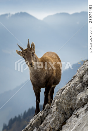 图库照片: wild mountain goat