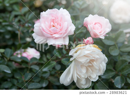 图库照片: white rose flower in the garden