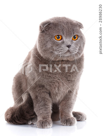 图库照片: british shorthair cat portrait on white