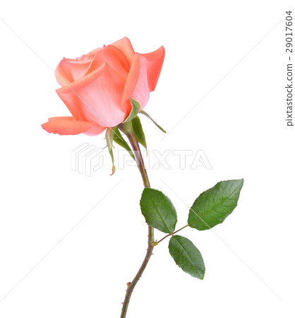 图库照片: rose on white background