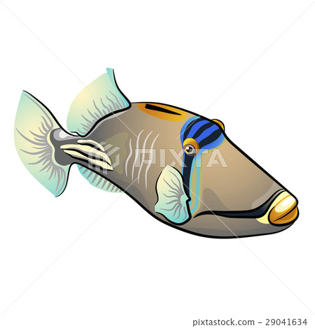 插图素材: picasso triggerfish. fish isolated on white
