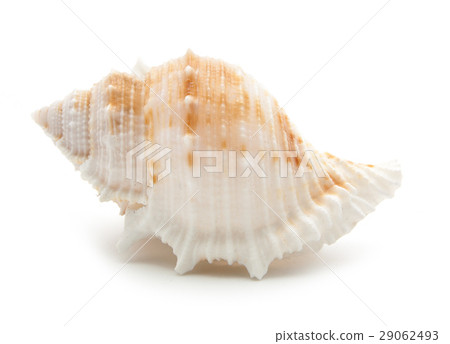 图库照片 sea shell isolated on white