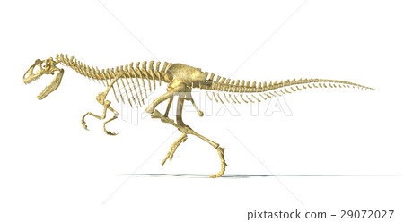 图库插图: allosaurus dinosaur photo-realistic skeleton.