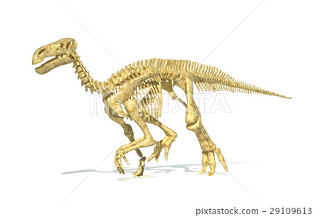 插图素材: iguanodon dinosaur full skeleton photo-realistic and