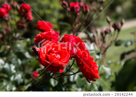 图库照片: blooming red rose bush