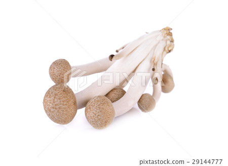 honeymushroom, 图库照片: shimeji mushroom, brown beech mushroom on white