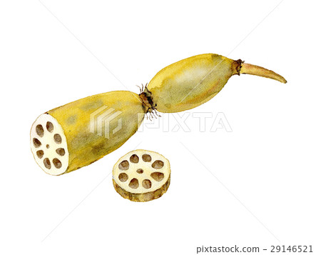 蔬菜/食材 根茎类/芋头 莲藕 插图 蔬菜的插图 首页 插图 蔬菜/食材