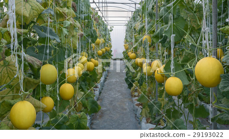 图库照片: yellow cantaloupe melon