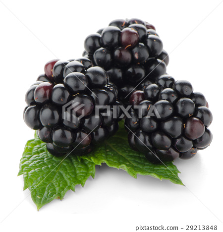 图库照片: fresh berry blackberry