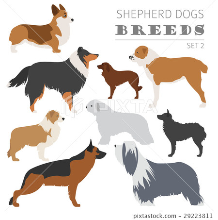 图库插图: shepherd dog breeds, sheepdogs collection isolated