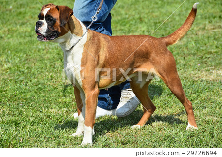 图库照片: nice boxer dog