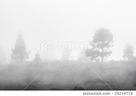 图库照片: trees disappearing in foggy landscape