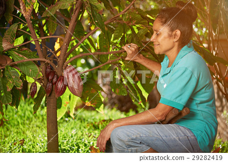 图库照片 women farmer look at cacao pod