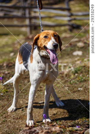 图库照片: hunting dog in the field