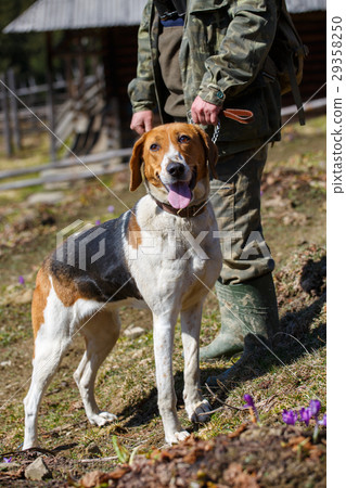 图库照片: hunting dog with the owner