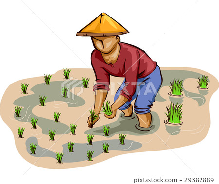 图库插图: man farmer rice planting