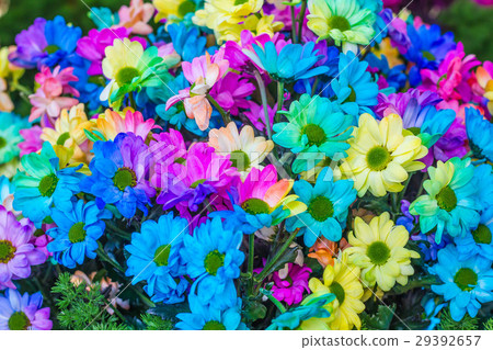 图库照片: beautiful little flowers in garden