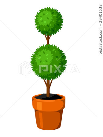 图库插图 boxwood topiary garden plant decorative tree in